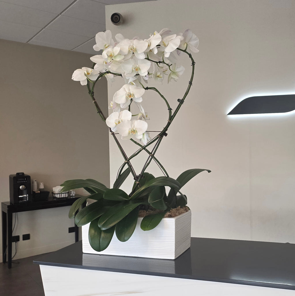 ORCHIDÉES - COMPOSITION PRESTIGE 3 TIGES