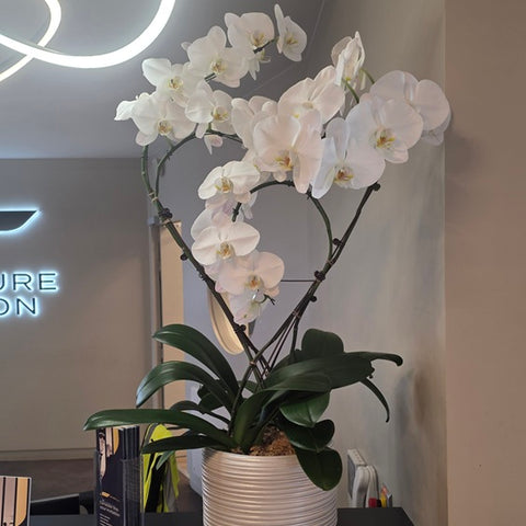 ORCHIDÉES - COMPOSITION PRESTIGE 3 TIGES