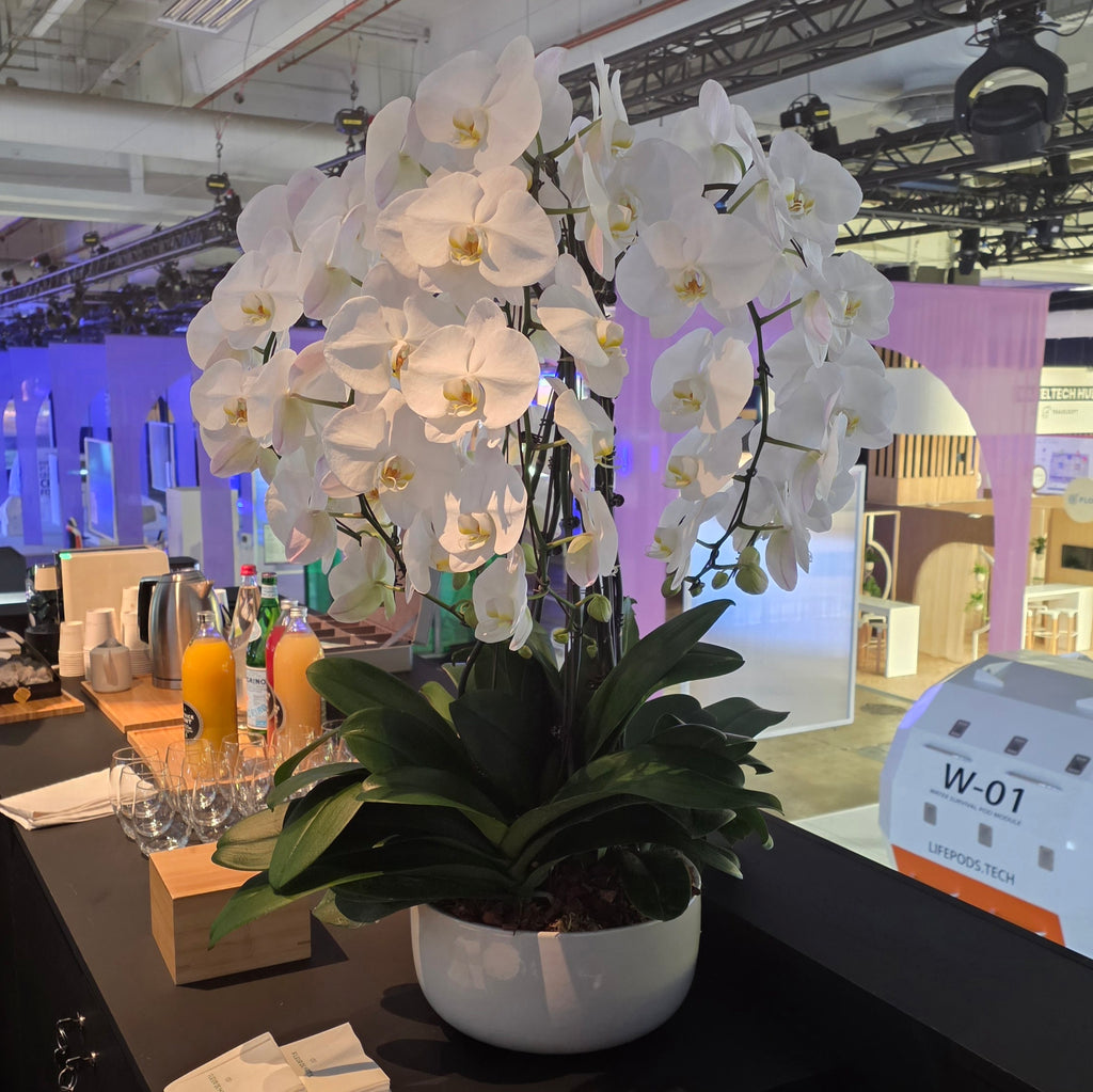 ORCHIDÉES - COMPOSITION PRESTIGE 7 TIGES