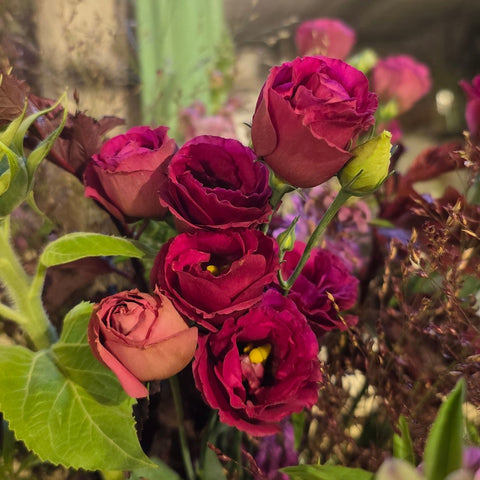 BOUQUET DU MOIS DE SEPTEMBRE : VENDANGE