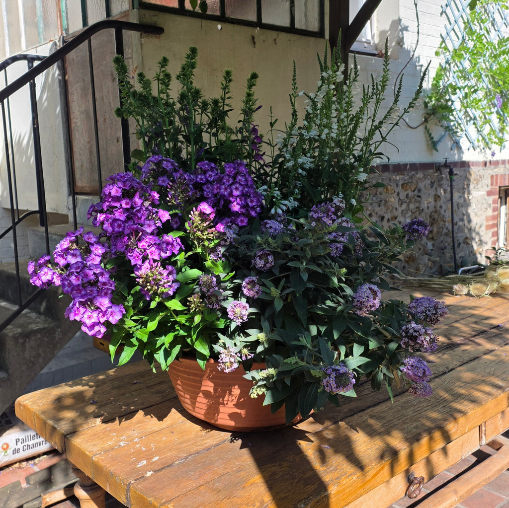 COMPOSITION DE PLANTES FLEURIES
