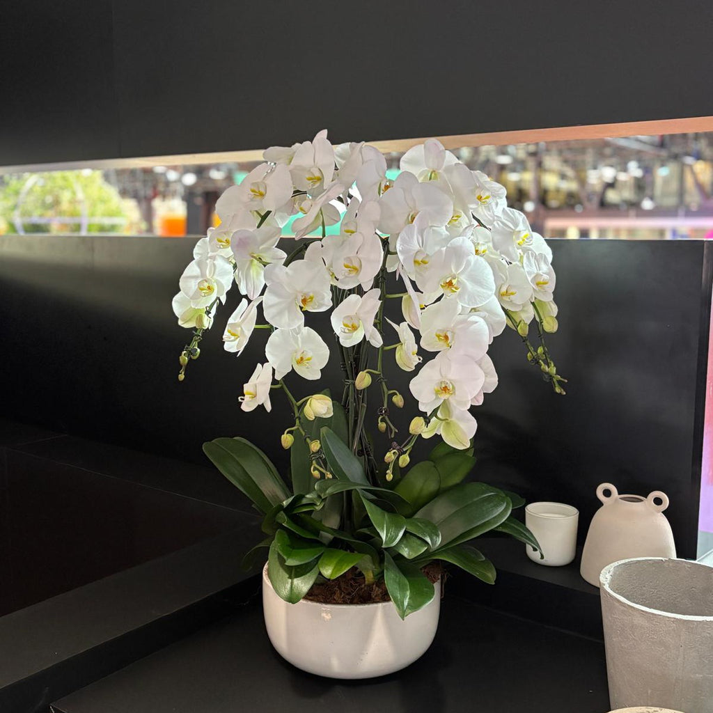 ORCHIDÉES - COMPOSITION PRESTIGE 7 TIGES