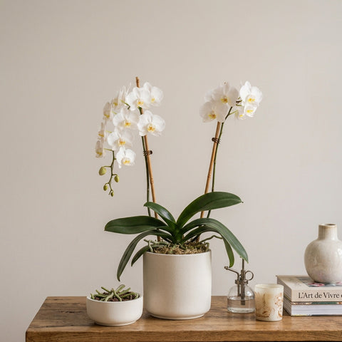 ORCHIDÉE 2 TIGES + CACHE-POT