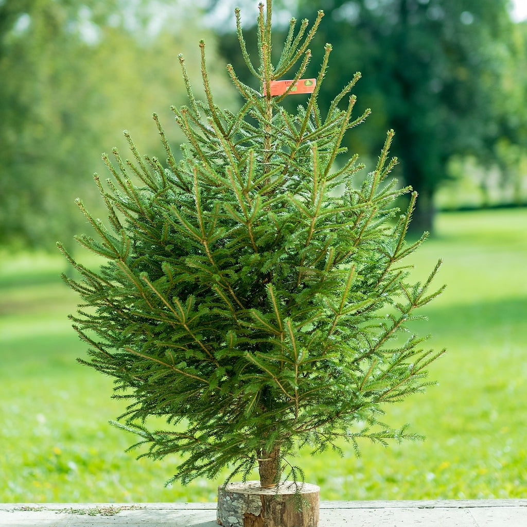 SAPIN ÉPICÉA NATUREL BÛCHÉ