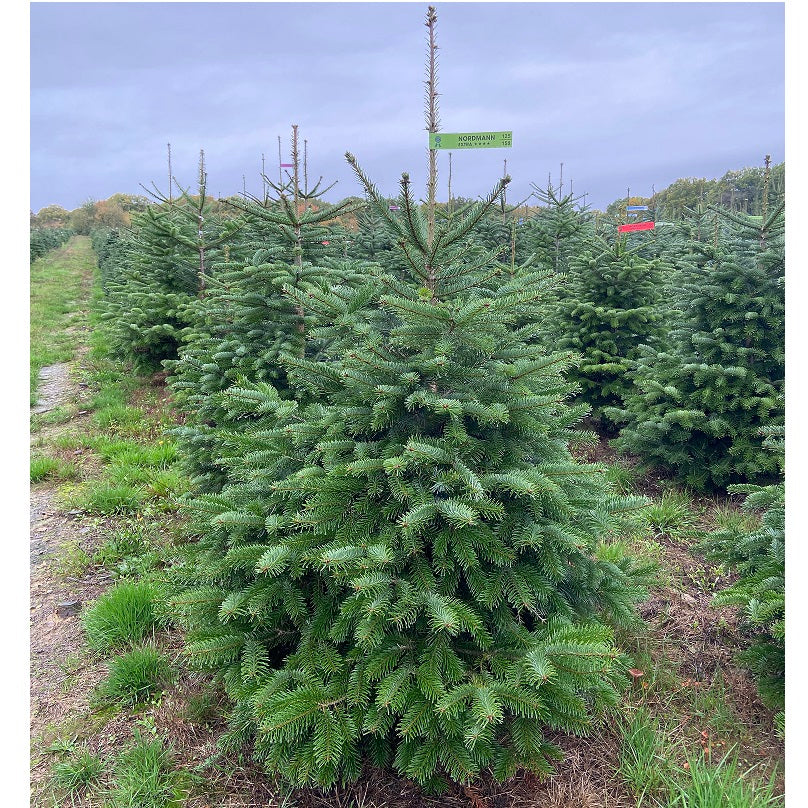 SAPIN NORDMANN NATUREL EXTRA BÛCHÉ