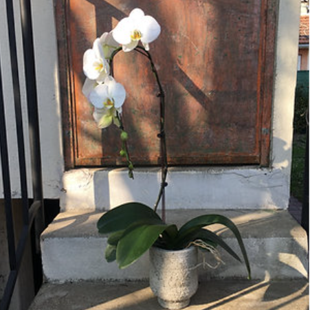 Orchidée + Cache-pot